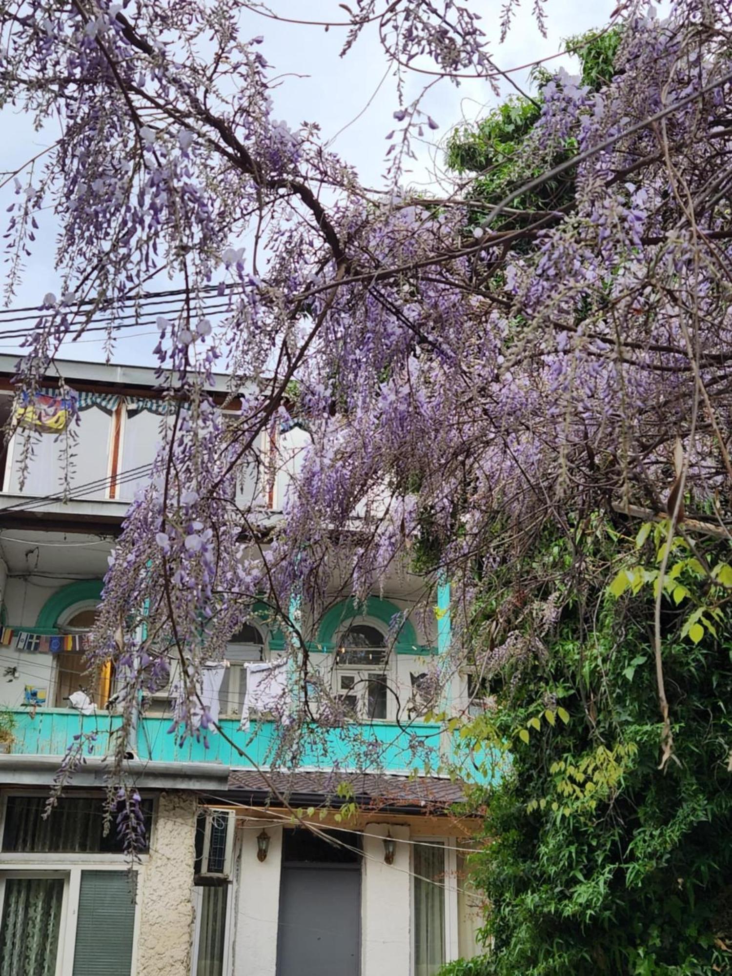 Green Stairs Guest House Tbilisi Ngoại thất bức ảnh
